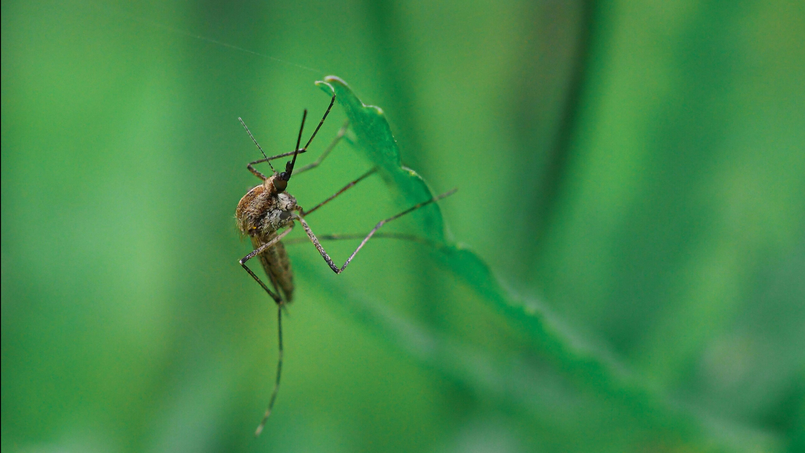 zanzare-scaled Immagine anteprima