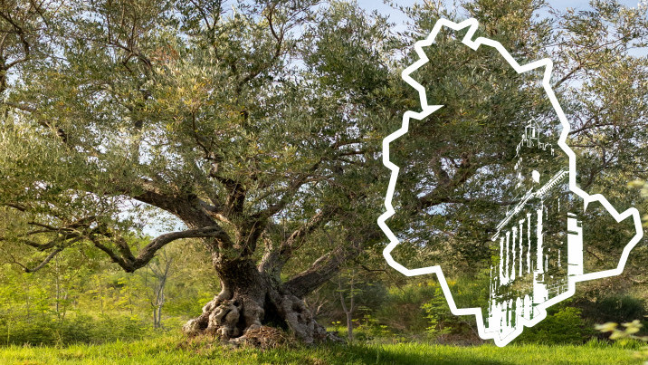 Immagine anteprima